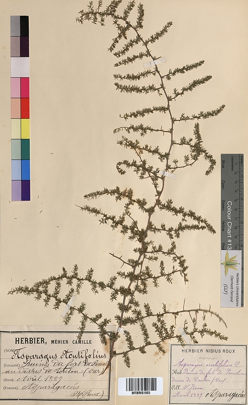 Asparagus acutifolius (Asparagaceae)