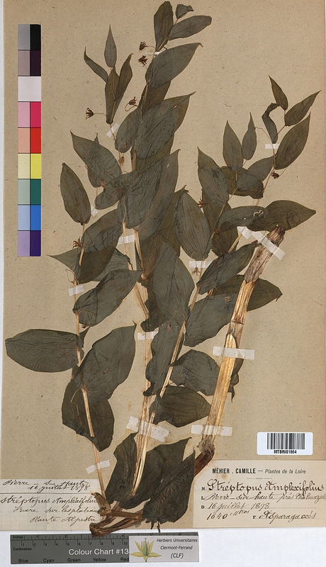 Streptopus amplexifolius (uvulariaceae)