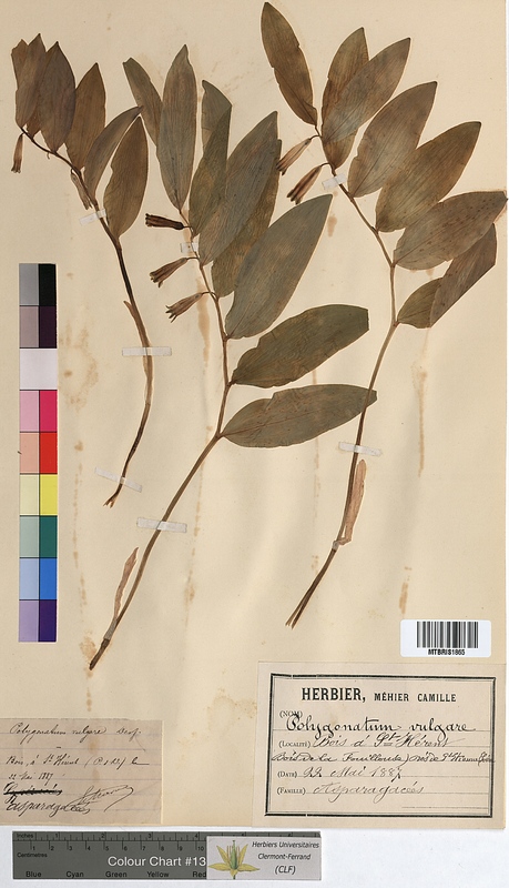 Polygonatum vulgare (Convallariaceae)