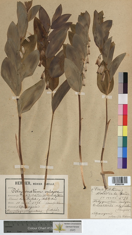 Polygonatum vulgare (Convallariaceae)