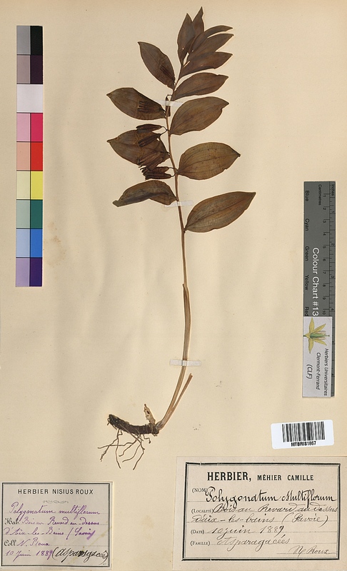 Polygonatum multiflorum (Convallariaceae)