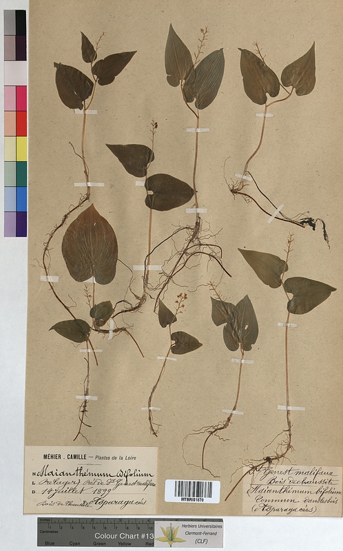 Maianthemum bifolium (Convallariaceae)