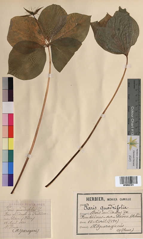 Paris quadrifolia (Trilliaceae)