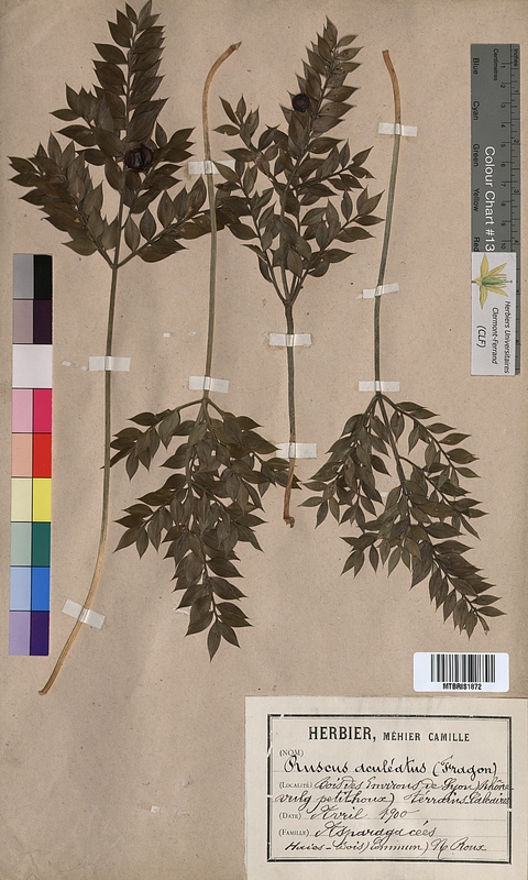 Ruscus aculeatus (Ruscaceae)