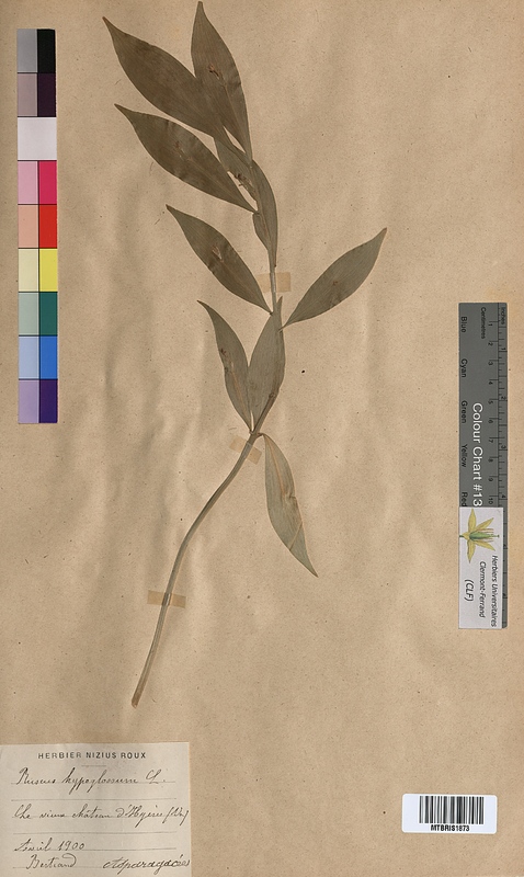 Ruscus hypoglossum (Ruscaceae)