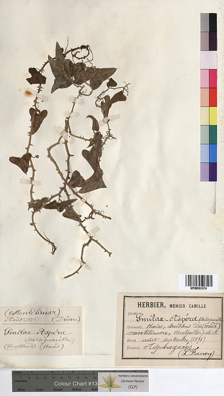 Smilax aspera (Smilacaceae)