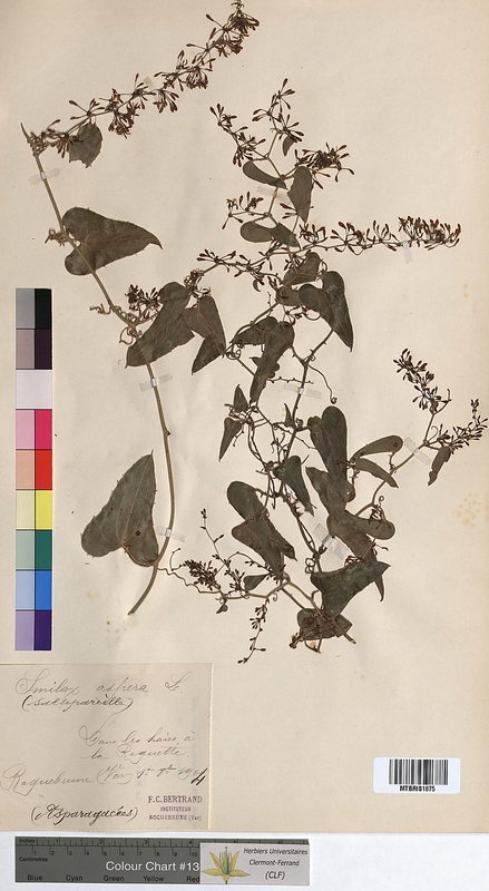 Smilax aspera (Smilacaceae)