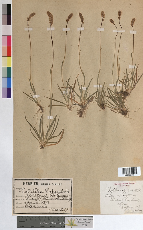 Tofieldia calyculata (Melanthiaceae)