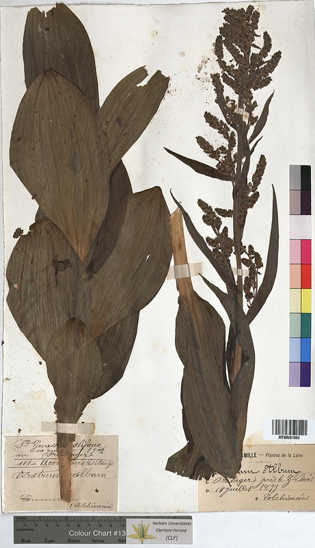 Veratrum album (Melanthiaceae)