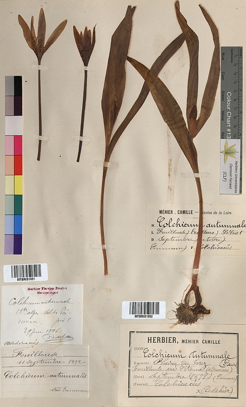 Colchicum autumnale (Colchicaceae)