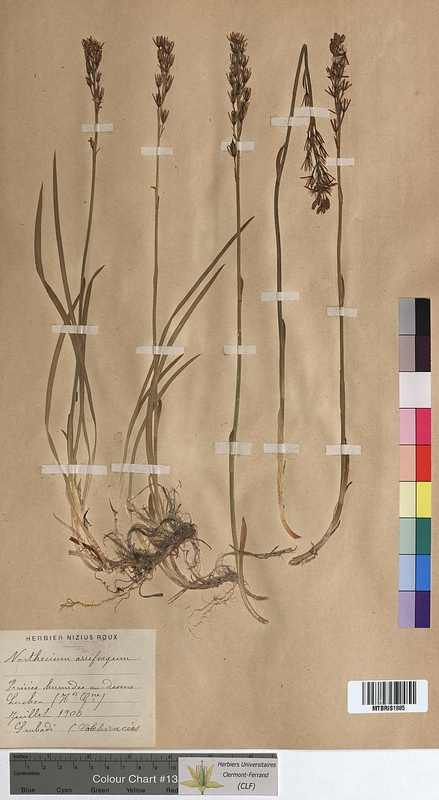 Narthecium ossifragum (Melanthiaceae)