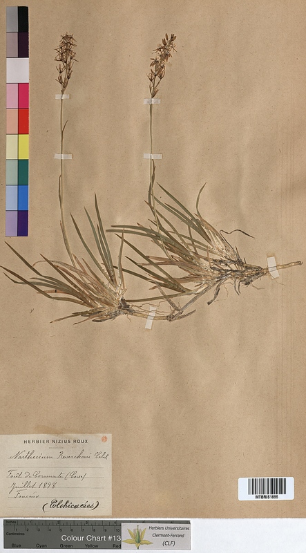 Narthecium reverchonii (Melanthiaceae)