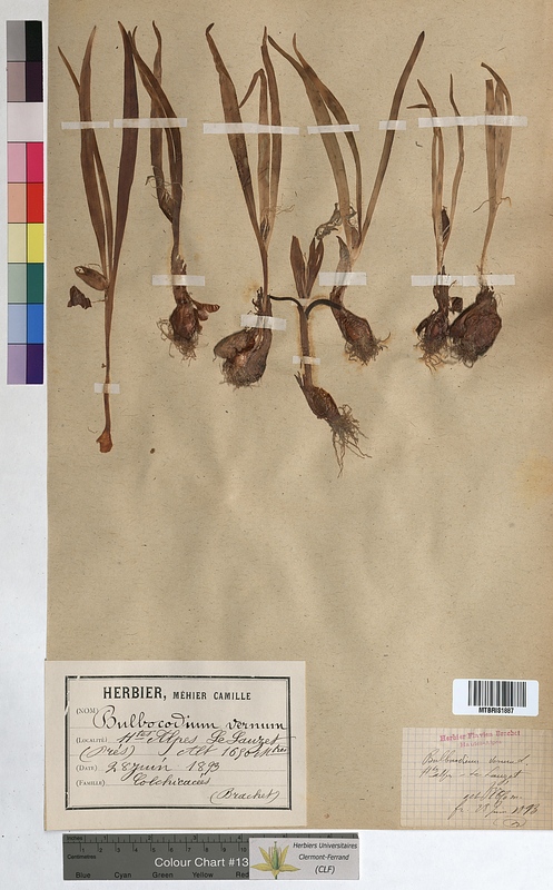 Bulbocodium vernum (Colchicaceae)