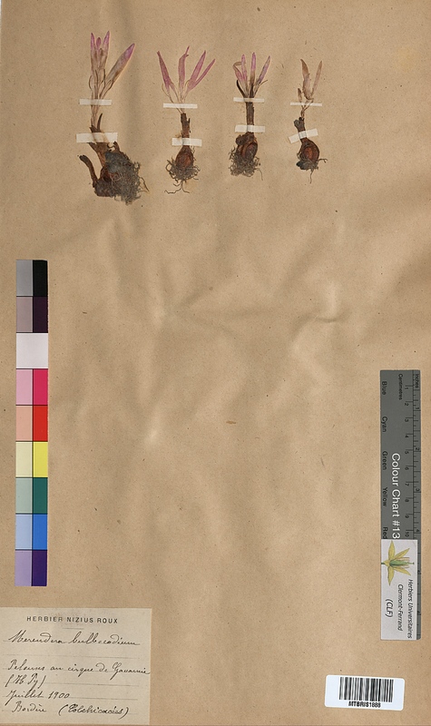 Merendera bulbocodium (Colchicaceae)