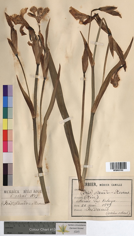 Iris pseudacorus (Iridaceae)