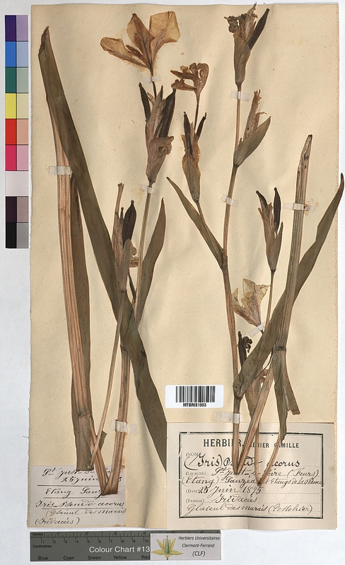 Iris pseudacorus (Iridaceae)
