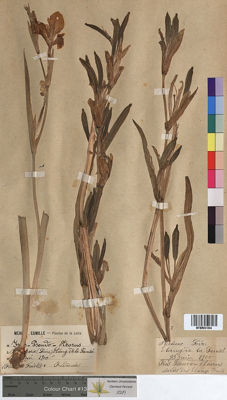 Iris pseudacorus (Iridaceae)