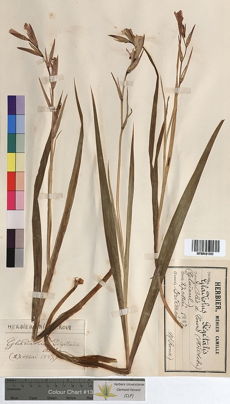 Gladiolus segetalis (Iridaceae)