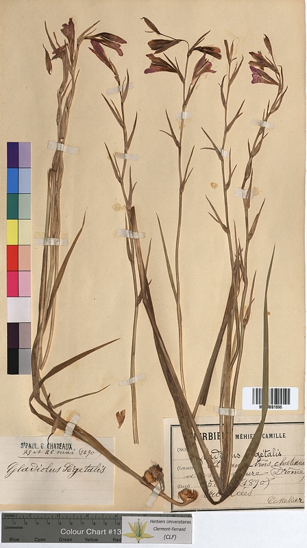 Gladiolus segetalis (Iridaceae)