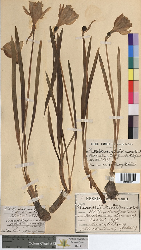 Narcissus pseudonarcissus (Amaryllidaceae)