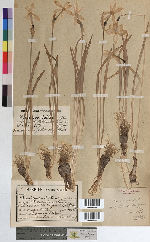 Narcissus poeticus (Amaryllidaceae)