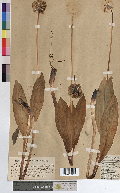 Allium victorialis (Alliaceae)