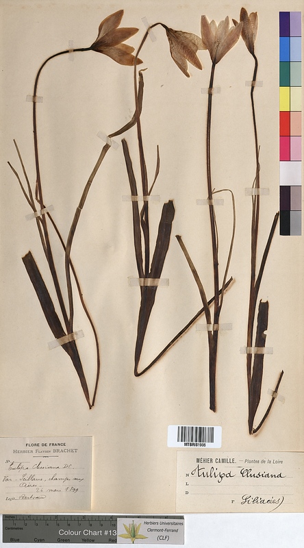 Tulipa clusiana (Liliaceae)
