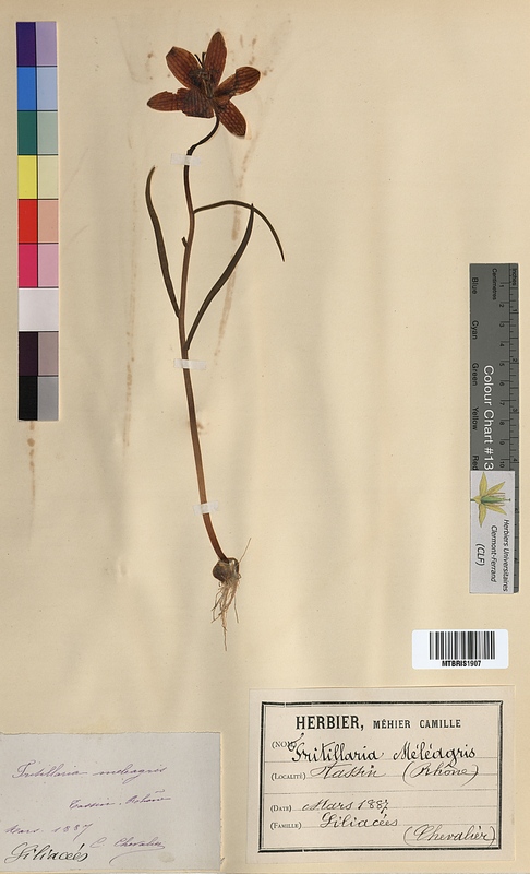 Fritillaria meleagris (Liliaceae)