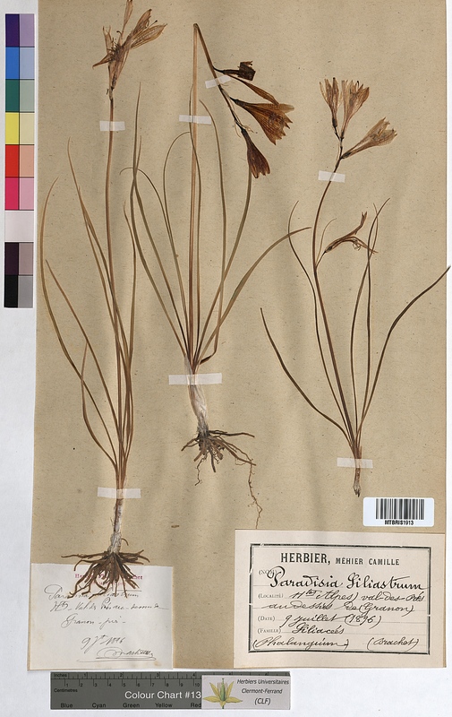Paradisea liliastrum (Asphodelaceae)