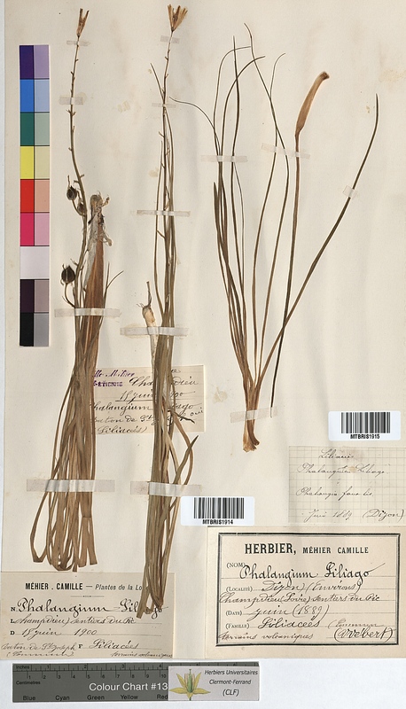 Phalangium liliago (Anthericaceae)