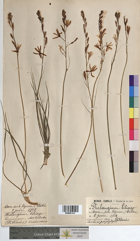 Phalangium liliago (Anthericaceae)