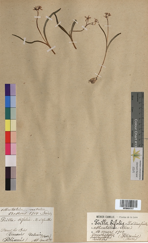 Scilla bifolia (Hyacinthaceae)