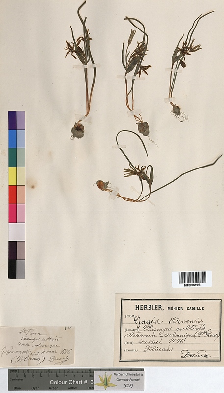 Gagea arvensis (Liliaceae)