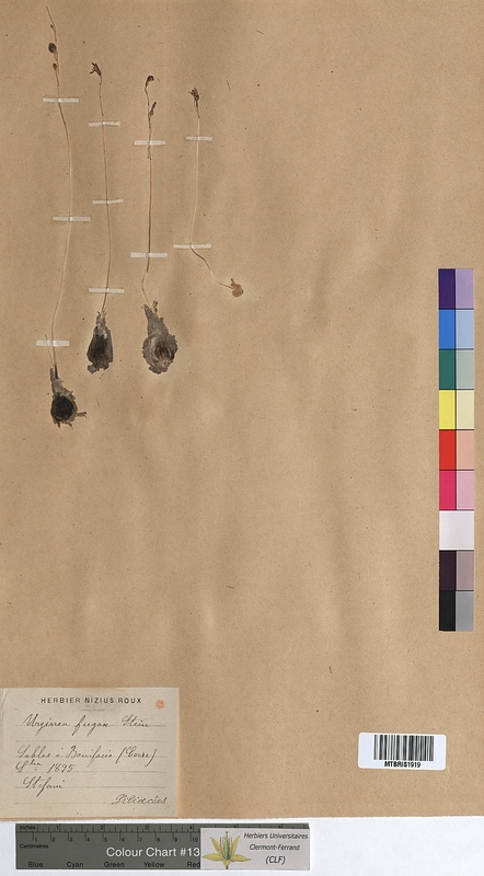 Urginea fugax (Hyacinthaceae)