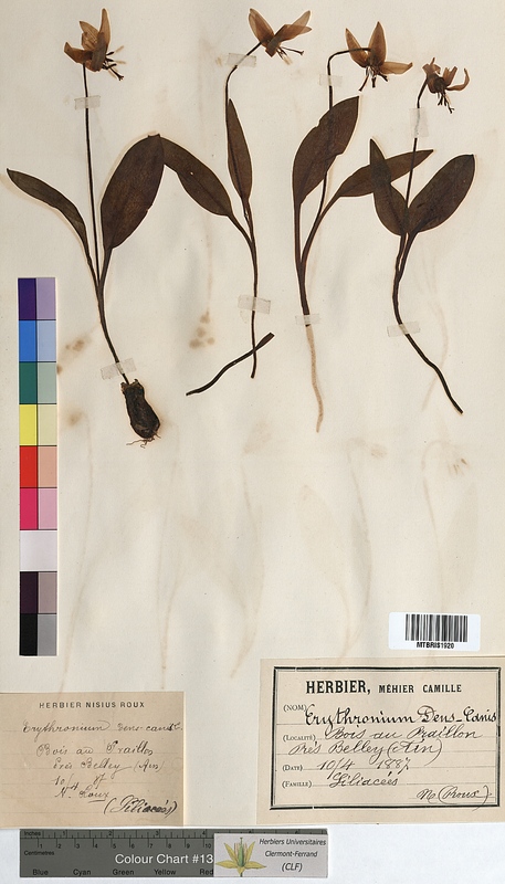 Erythronium dens-canis (Liliaceae)