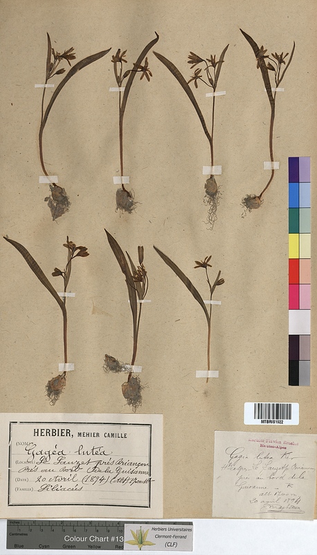 Gagea lutea (Liliaceae)