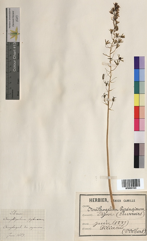 Ornithogalum pyrenaicum (Hyacinthaceae)