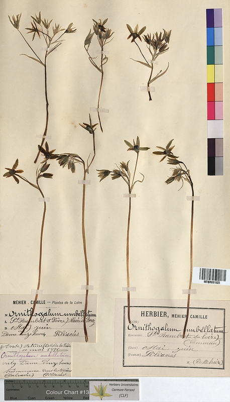 Ornithogalum umbellatum (Hyacinthaceae)