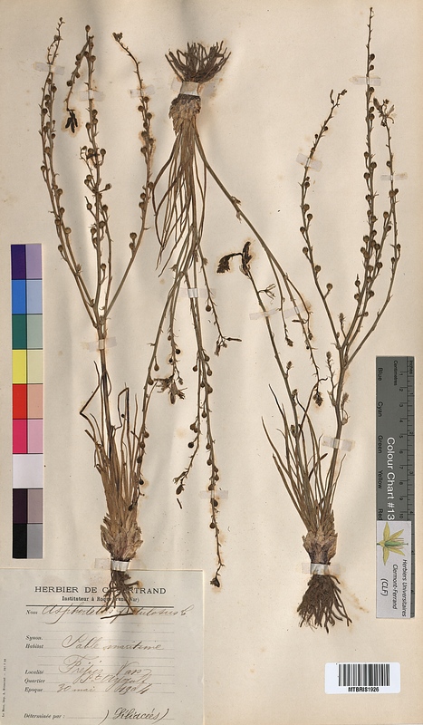Asphodelus fistulosus (Asphodelaceae)