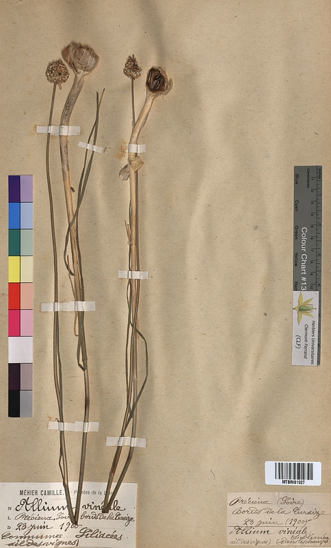 Allium vineale (Alliaceae)