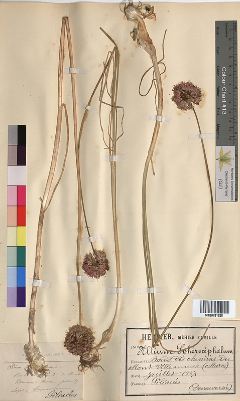 Allium sphaerocephalon (Alliaceae)