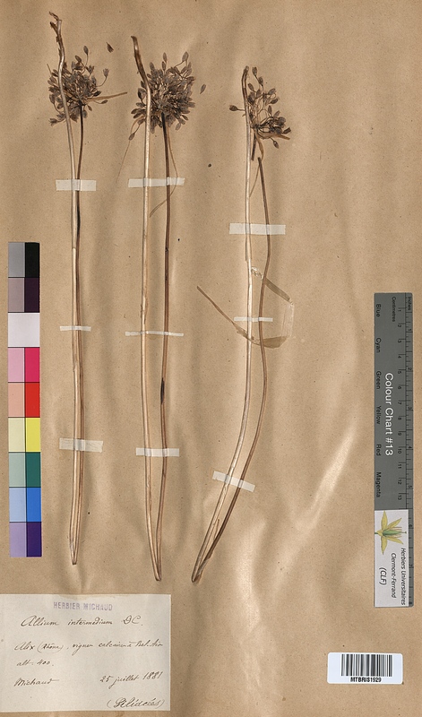 Allium intermedium (Alliaceae)