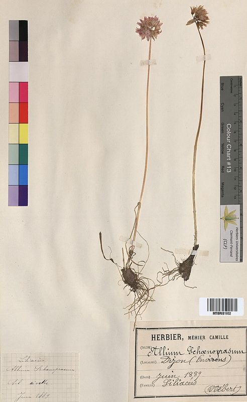 Allium schoenoprasum (Alliaceae)