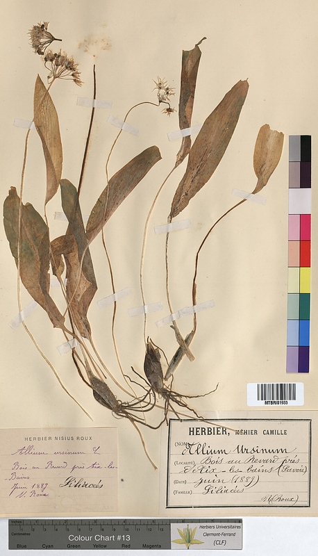 Allium ursinum (Alliaceae)