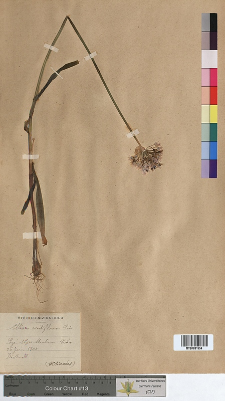 Allium acutiflorum (Alliaceae)