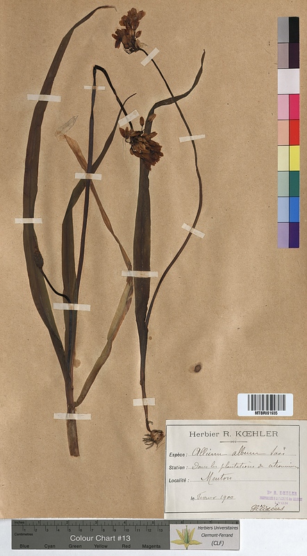 Allium album (Alliaceae)