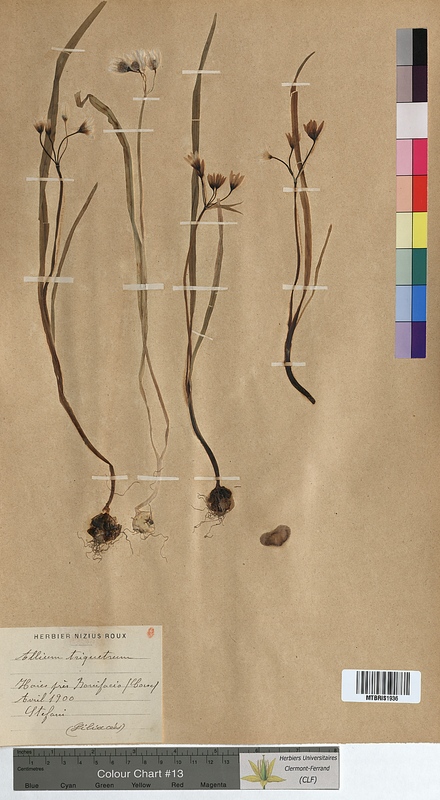 Allium triquetrum (Alliaceae)