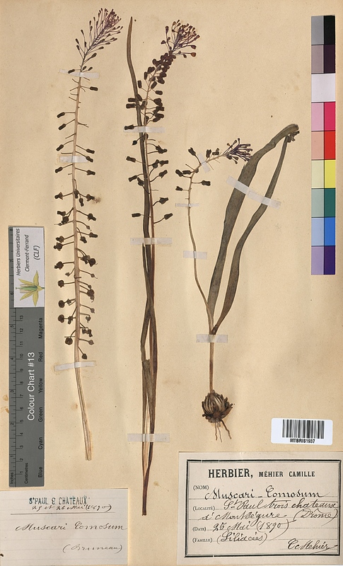Muscari comosum (Hyacinthaceae)