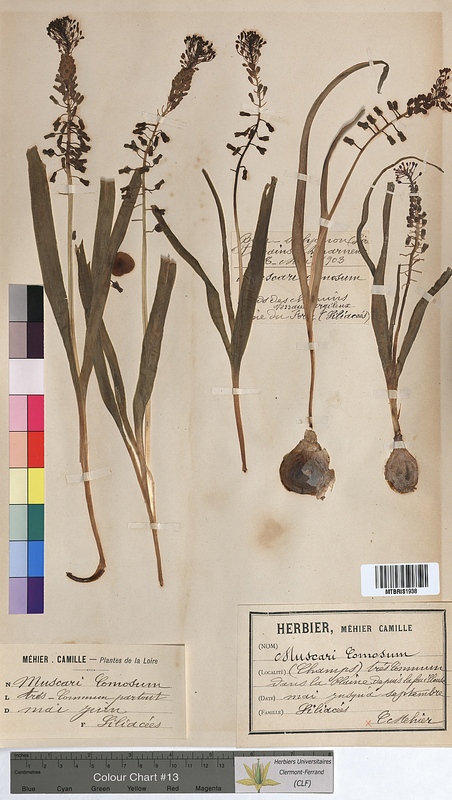Muscari comosum (Hyacinthaceae)