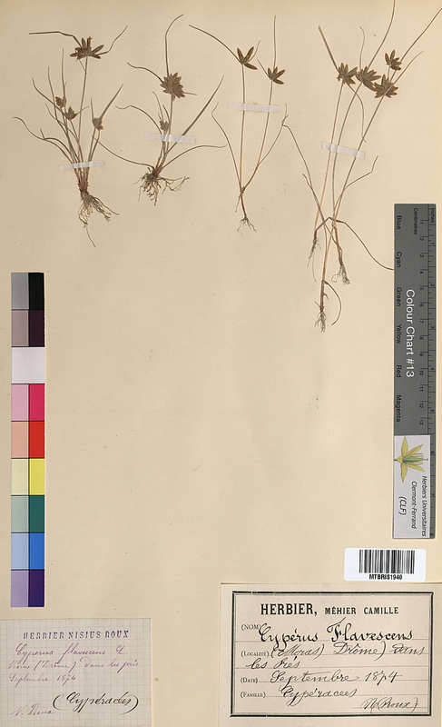 Cyperus flavescens (Cyperaceae)